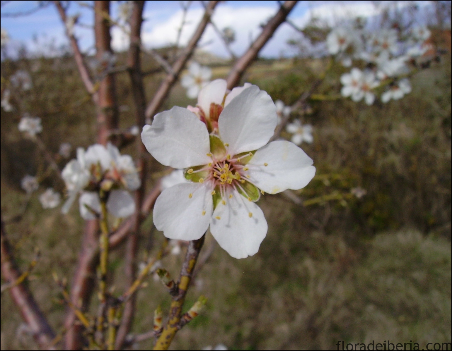 "Prunus Dulcis" (Almendro)